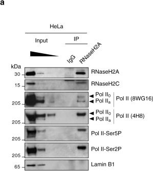 Fig.3.A showing Western Blotting in a Homo sapiens (Human) sample from the publication: RNase H2, mutated in Aicardi-Goutières syndrome, resolves co-transcriptional R-loops to prevent DNA breaks and inflammation.