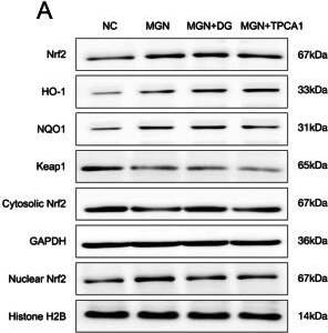 Fig.6.A showing Western Blotting in a Rattus norvegicus (Rat) sample from the publication: Diosgenin protects against cationic bovine serum albumin-induced membranous glomerulonephritis by attenuating oxidative stress and renal inflammation via the NF-κB pathway.