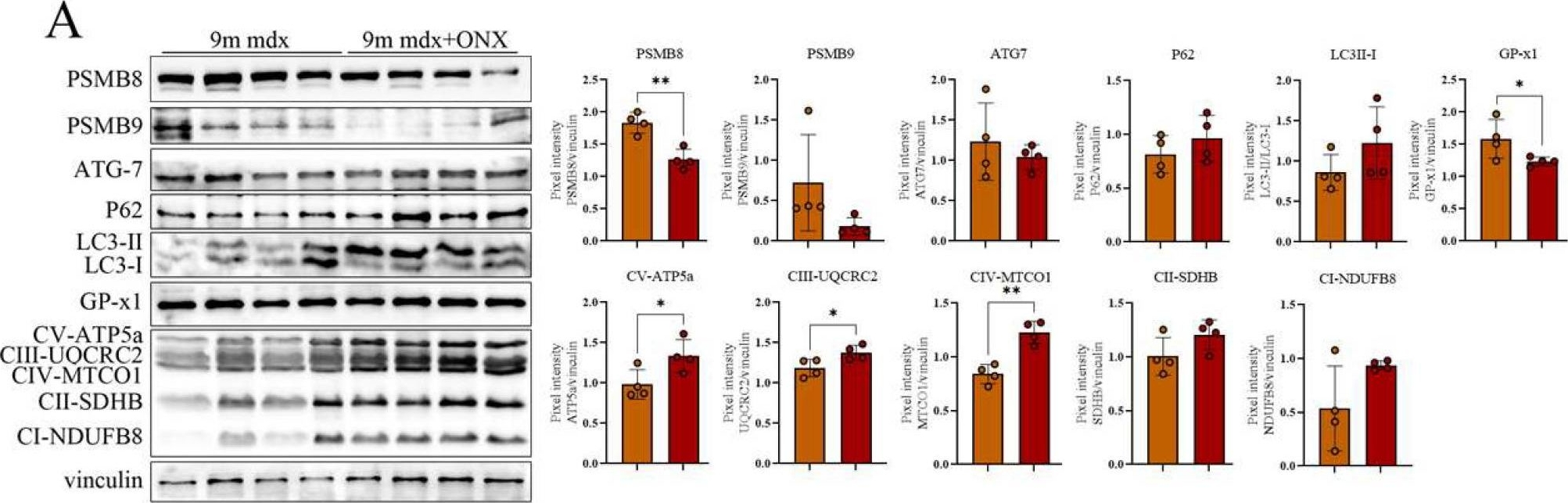 Fig.4.A showing Western Blotting from the publication: Immunoproteasome Inhibition Ameliorates Aged Dystrophic Mouse Muscle Environment.