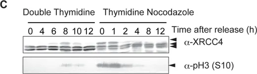 Fig.4.C showing Western Blotting in a Homo sapiens (Human) sample from the publication: Canonical non-homologous end joining in mitosis induces genome instability and is suppressed by M-phase-specific phosphorylation of XRCC4.