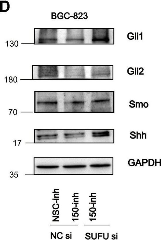 Fig.6.D showing Western Blotting from the publication: Dual activation of Hedgehog and Wnt/β-catenin signaling pathway caused by downregulation of SUFU targeted by miRNA-150 in human gastric cancer.
