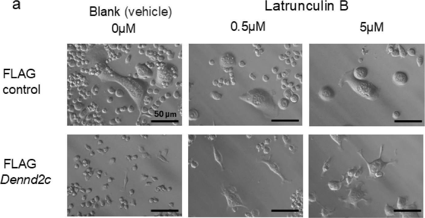 Fig.8.A from the publication: Dennd2c Negatively Controls Multinucleation and Differentiation in Osteoclasts by Regulating Actin Polymerization and Protrusion Formation.