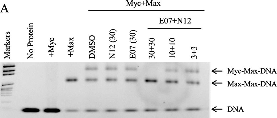 Fig.4.A showing Western Blotting in a Homo sapiens (Human) sample from the publication: Reversible linkage of two distinct small molecule inhibitors of Myc generates a dimeric inhibitor with improved potency that is active in myc over-expressing cancer cell lines.
