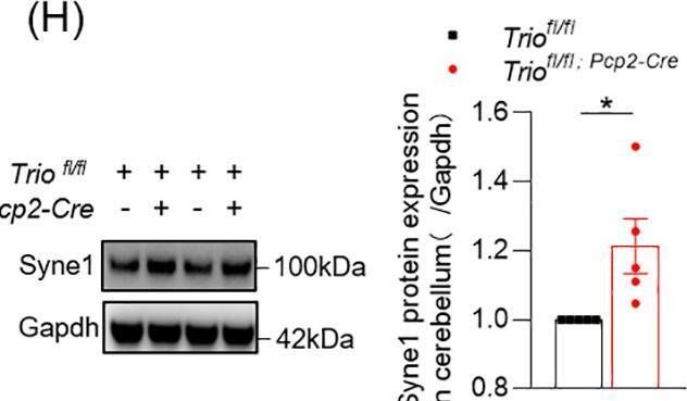 Fig.6.H showing Western Blotting from the publication: Deficiency of autism susceptibility gene Trio in cerebellar Purkinje cells leads to delayed motor impairments.