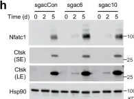 Fig.7.H showing Western Blotting from the publication: Long noncoding RNA Malat1 protects against osteoporosis and bone metastasis.