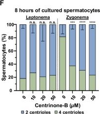 Fig.3.F from the publication: Spermatocytes have the capacity to segregate chromosomes despite centriole duplication failure.