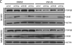 Fig.5.C showing Western Blotting in a Homo sapiens (Human) sample from the publication: SCFβ-TrCP-mediated degradation of TOP2β promotes cancer cell survival in response to chemotherapeutic drugs targeting topoisomerase II.