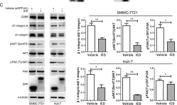 Fig.4.C showing Western Blotting from the publication: Dominant Suppression of β1 Integrin by Ectopic CD98-ICD Inhibits Hepatocellular Carcinoma Progression.