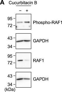Fig.10.A showing Western Blotting in a Homo sapiens (Human) sample from the publication: Cucurbitacin B Promotes Tumor Necrosis Factor Receptor 1 Ectodomain Shedding by Selectively Activating the Extracellular Signal-Regulated Kinase Signaling Pathway.