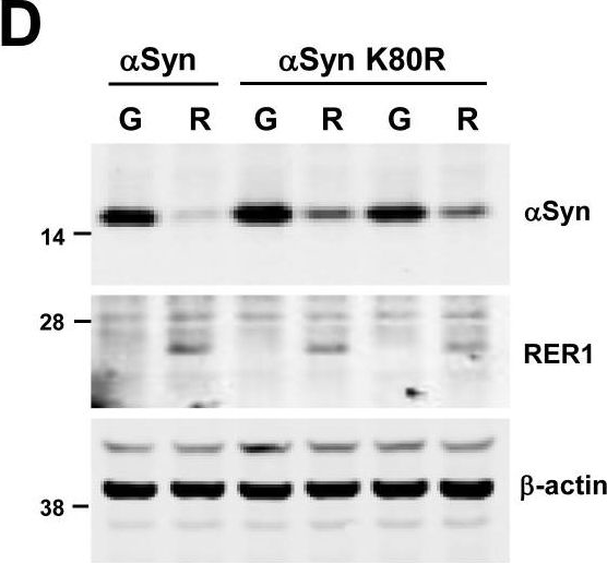 Fig.4.D showing Western Blotting in a Homo sapiens (Human) sample from the publication: The ER retention protein RER1 promotes alpha-synuclein degradation via the proteasome.
