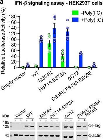 Fig.1.A showing Western Blotting in a Homo sapiens (Human) sample from the publication: MDA5 disease variant M854K prevents ATP-dependent structural discrimination of viral and cellular RNA.
