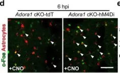 閲覧用 226 004) c-Fos - Synaptic Systems - CiteAb