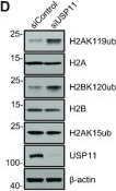 Fig.1.D showing Western Blotting in a Homo sapiens (Human) sample from the publication: USP11 acts as a histone deubiquitinase functioning in chromatin reorganization during DNA repair.