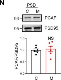 Fig.5.N showing Western Blotting in a Mus musculus (House mouse) sample from the publication: Dynamic regulation of mRNA acetylation at synapses by spatial memory in mouse hippocampus.