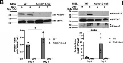 Fig.1.B showing Western Blotting from the publication: Loss of the mitochondrial protein Abcb10 results in altered arginine metabolism in MEL and K562 cells and nutrient stress signaling through ATF4.