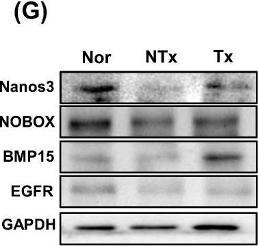 Fig.3.G showing Western Blotting in a Rattus norvegicus (Rat) sample from the publication: Increased IGFBP2 Levels by Placenta-Derived Mesenchymal Stem Cells Enhance Glucose Metabolism in a TAA-Injured Rat Model via AMPK Signaling Pathway.