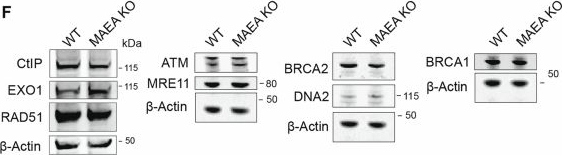Fig.8.F showing Western Blotting from the publication: Loss of CTLH component MAEA impairs DNA repair and replication and leads to developmental delay.