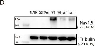 Fig.5.D showing Western Blotting in a Homo sapiens (Human) sample from the publication: Functional Characterization of the SCN5A p.D372H Variant Associated with Brugada Syndrome.