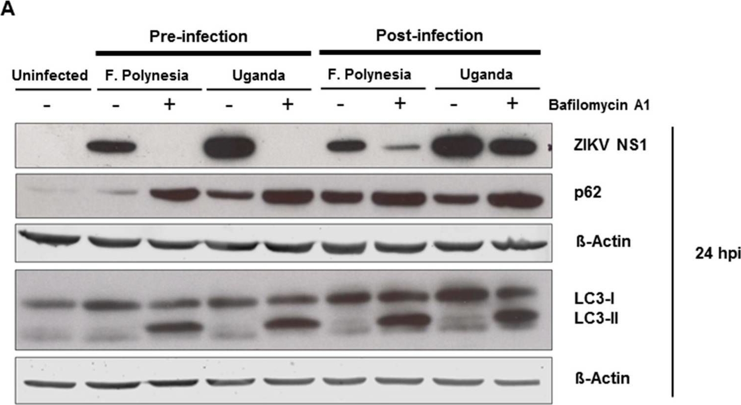 Bafilomycin A1 and U18666A Efficiently Impair ZIKV Infection.