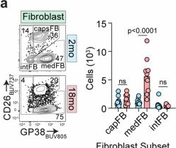 Fig.4.A showing Flow cytometry/Cell sorting from the publication: Age-related epithelial defects limit thymic function and regeneration.
