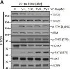 Fig.1.A showing Western Blotting in a Homo sapiens (Human) sample from the publication: ATM inhibitor KU60019 synergistically sensitizes lung cancer cells to topoisomerase II poisons by multiple mechanisms.