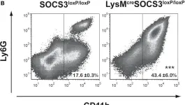 Fig.1.B showing Flow cytometry/Cell sorting from the publication: Suppressor of Cytokine Signaling 3 in Macrophages Prevents Exacerbated Interleukin-6-Dependent Arginase-1 Activity and Early Permissiveness to Experimental Tuberculosis.
