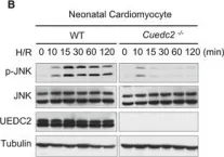 Fig.3.B showing Western Blotting in a Mus musculus (House mouse) sample from the publication: CUEDC2 modulates cardiomyocyte oxidative capacity by regulating GPX1 stability.