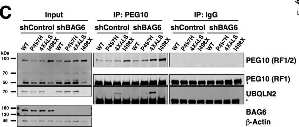 Fig.5.C showing Western Blotting from the publication: Interactome screening implicates BAG6 as a suppressor of UBQLN2 misfolding in ALS/FTD.