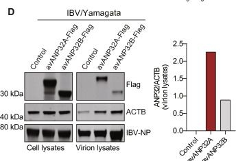Fig.6.D showing Western Blotting from the publication: Avian ANP32A incorporated in avian influenza A virions promotes interspecies transmission by priming early viral replication in mammals.