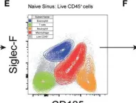 Fig.2.E showing Flow cytometry/Cell sorting from the publication: STAT6 Blockade Abrogates Aspergillus-Induced Eosinophilic Chronic Rhinosinusitis and Asthma, A Model of Unified Airway Disease.