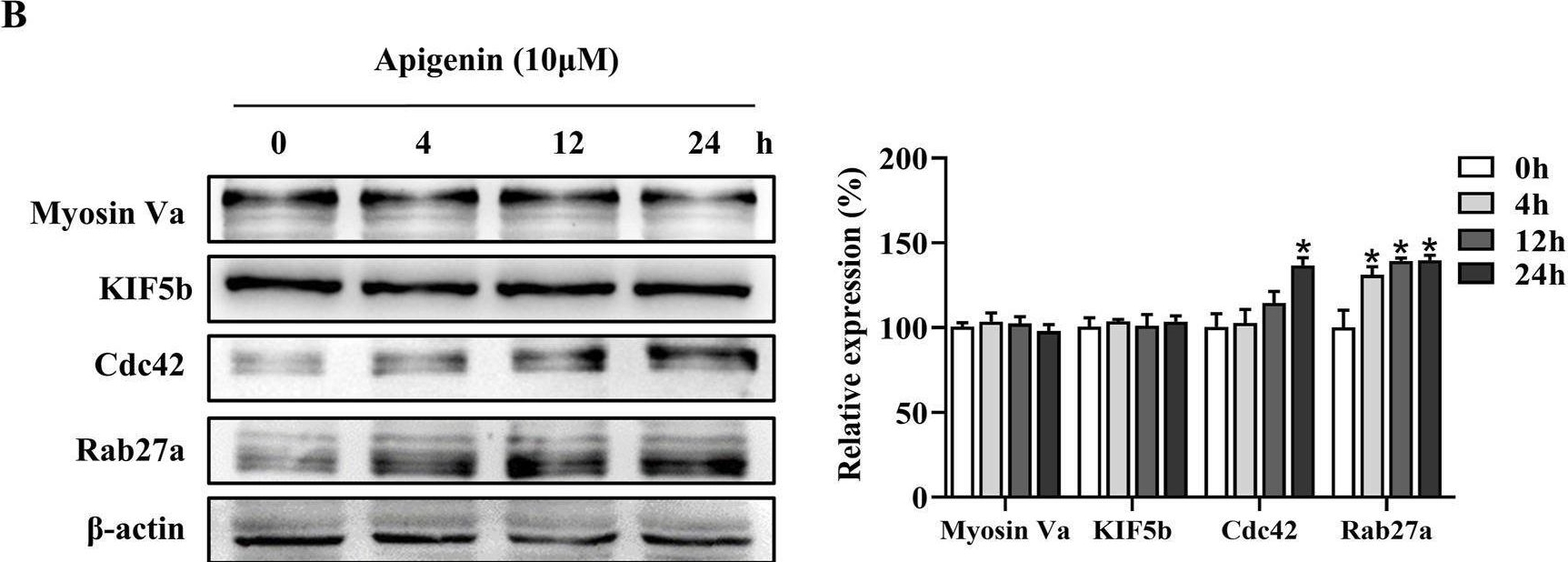 Fig.3.B showing Western Blotting from the publication: Apigenin promotes melanogenesis and melanosome transport through the c-KIT/Raf-1/MAPK/CREB pathway in HEMCs.