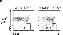 Fig.6.A showing Flow cytometry/Cell sorting in a Mus musculus (House mouse) sample from the publication: Protein kinase D regulates positive selection of CD4+ thymocytes through phosphorylation of SHP-1.