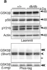 Fig.8.A showing Western Blotting from the publication: In vivo regulation of glycogen synthase kinase 3β activity in neurons and brains.