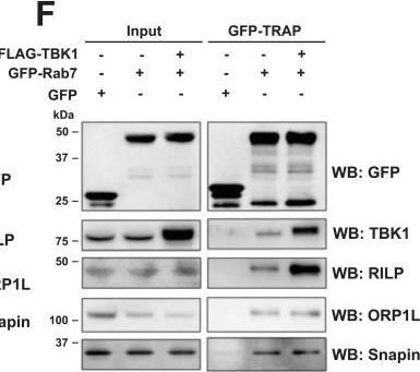 Fig.5.F showing Western Blotting in a Mus musculus (House mouse) sample from the publication: TBK1 activity regulates the directionality of axonal transport of signalling endosomes.