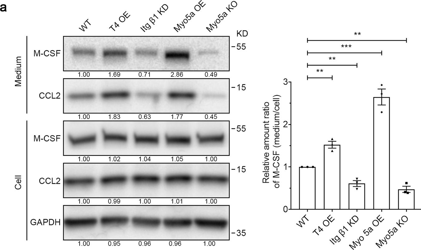 Fig.7.A showing Western Blotting from the publication: Localized, highly efficient secretion of signaling proteins by migrasomes.