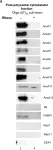 Fig.1.B showing Western Blotting from the publication: RNA-binding is an ancient trait of the Annexin family.