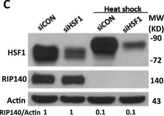 Fig.7.C showing Western Blotting from the publication: Receptor-interacting protein 140 as a co-repressor of Heat Shock Factor 1 regulates neuronal stress response.
