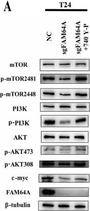 Fig.6.A showing Western Blotting from the publication: FAM64A Potentiates Bladder Carcinoma Tumorigenesis and Metastasis Through PI3K/mTORC2/AKT Pathway Activation.
