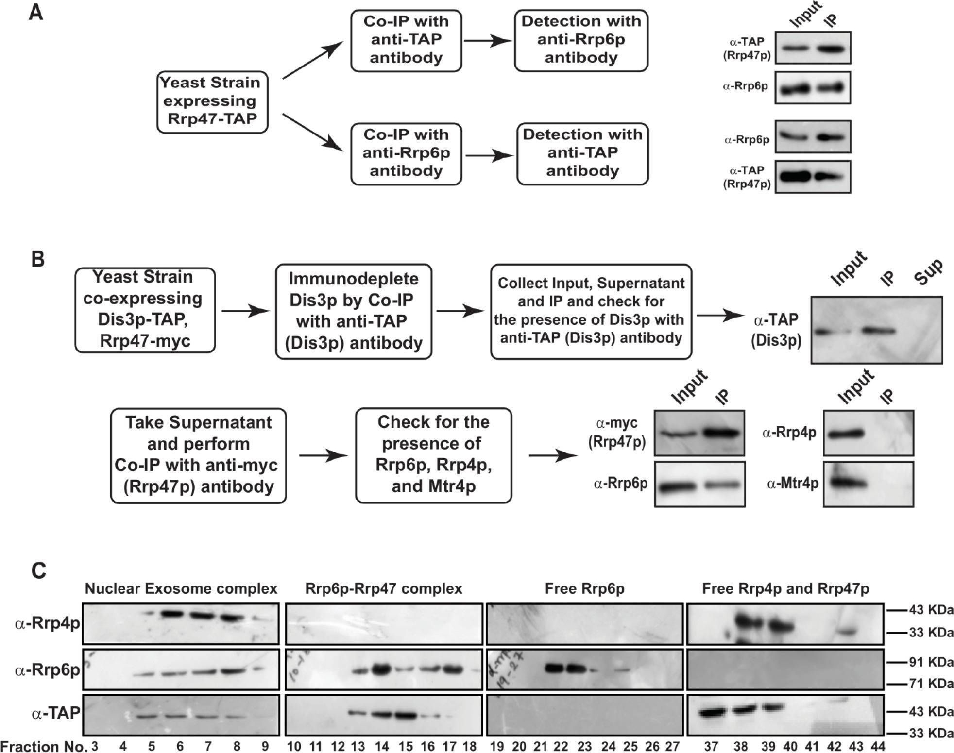 Fig.3.A,B,C,D showing Western Blotting in a Saccharomyces cerevisiae (Yeast) sample from the publication: Polyadenylated versions of small non-coding RNAs in Saccharomyces cerevisiae are degraded by Rrp6p/Rrp47p independent of the core nuclear exosome.
