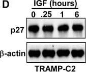 Fig.5.D showing Western Blotting in a Mus musculus (House mouse) sample from the publication: Doxycycline regulated induction of AKT in murine prostate drives proliferation independently of p27 cyclin dependent kinase inhibitor downregulation.