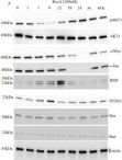 c-Myc Antibody | Cell Signaling Technology