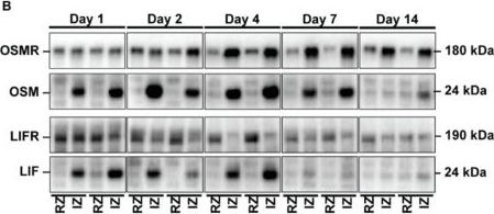 Fig.4.B showing Western Blotting in a Mus musculus (House mouse) sample from the publication: Concomitant Activation of OSM and LIF Receptor by a Dual-Specific hlOSM Variant Confers Cardioprotection after Myocardial Infarction in Mice.
