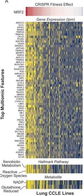Fig.1.A showing Immunohistochemistry in a Homo sapiens (Human) sample from the publication: NRF2 supports non-small cell lung cancer growth independently of CBP/p300-enhanced glutathione synthesis.