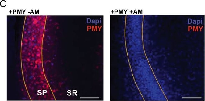 Fig.1.C showing Immunohistochemistry-immunofluorescence from the publication: Dopamine increases protein synthesis in hippocampal neurons enabling dopamine-dependent LTP.