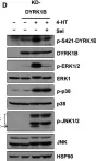 Fig.4.D showing Western Blotting from the publication: Identification of DYRK1B as a substrate of ERK1/2 and characterisation of the kinase activity of DYRK1B mutants from cancer and metabolic syndrome.