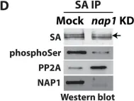 Fig.5.D showing Western Blotting from the publication: Histone chaperone NAP1 mediates sister chromatid resolution by counteracting protein phosphatase 2A.