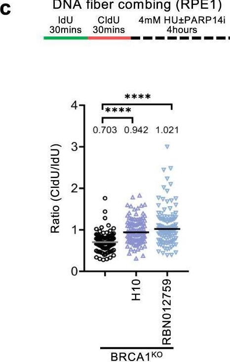 Fig.6.C from the publication: The KU-PARP14 axis differentially regulates DNA resection at stalled replication forks by MRE11 and EXO1.