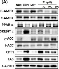 Fig.4.A showing Western Blotting in a Homo sapiens (Human) sample from the publication: Protective Role of Ginsenoside F1-Enriched Extract (SGB121) in Metabolic Dysfunction-Associated Fatty Liver Disease (MAFLD).