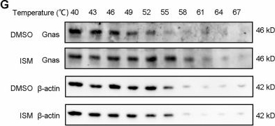 Fig.6.G showing Western Blotting in a Mus musculus (House mouse) sample from the publication: Isomeranzin activates Gnas-AMPK signaling to drive white adipose browning and curb obesity in mice.