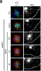 Fig.5.G showing Immunocytochemistry-immunofluorescence in a Homo sapiens (Human) sample from the publication: Regulation of NDR1 activity by PLK1 ensures proper spindle orientation in mitosis.